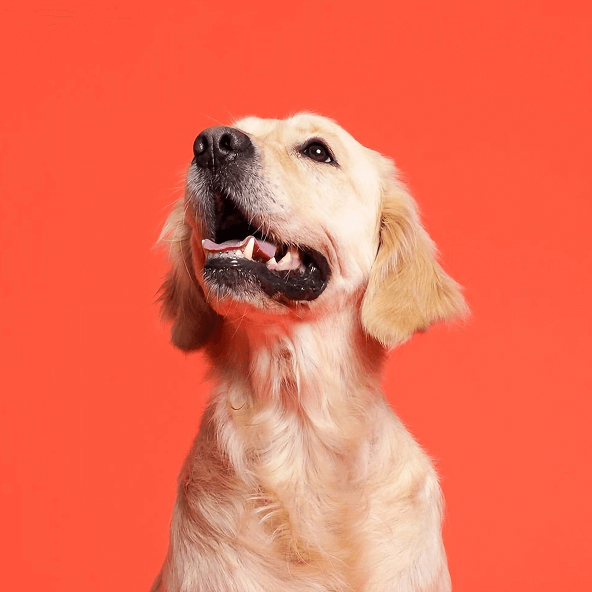 Uśmiechnięty pies w typie golden retriver z otwartym pyskiem na pomarańczowym tle.